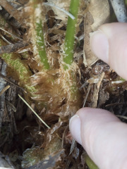 Polystichum imbricans imbricans