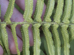 Polystichum imbricans imbricans