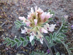 Astragalus succumbens
