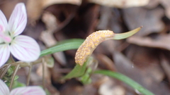 Puccinia mariae-wilsoniae