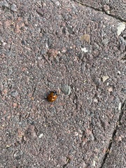 Coccinella septempunctata