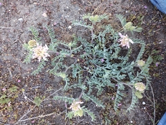 Astragalus succumbens
