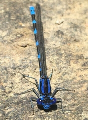 Argia serva