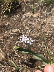 Hesperolinon congestum