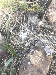 Hesperolinon congestum