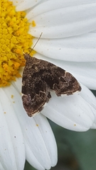 Anthophila fabriciana