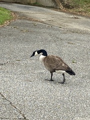 Branta canadensis image