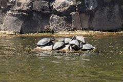 Trachemys scripta elegans