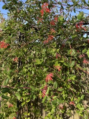 Lonicera sempervirens