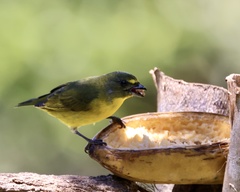 Euphonia hirundinacea
