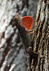 Anolis beckeri
