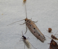 Ethmia circumdatella