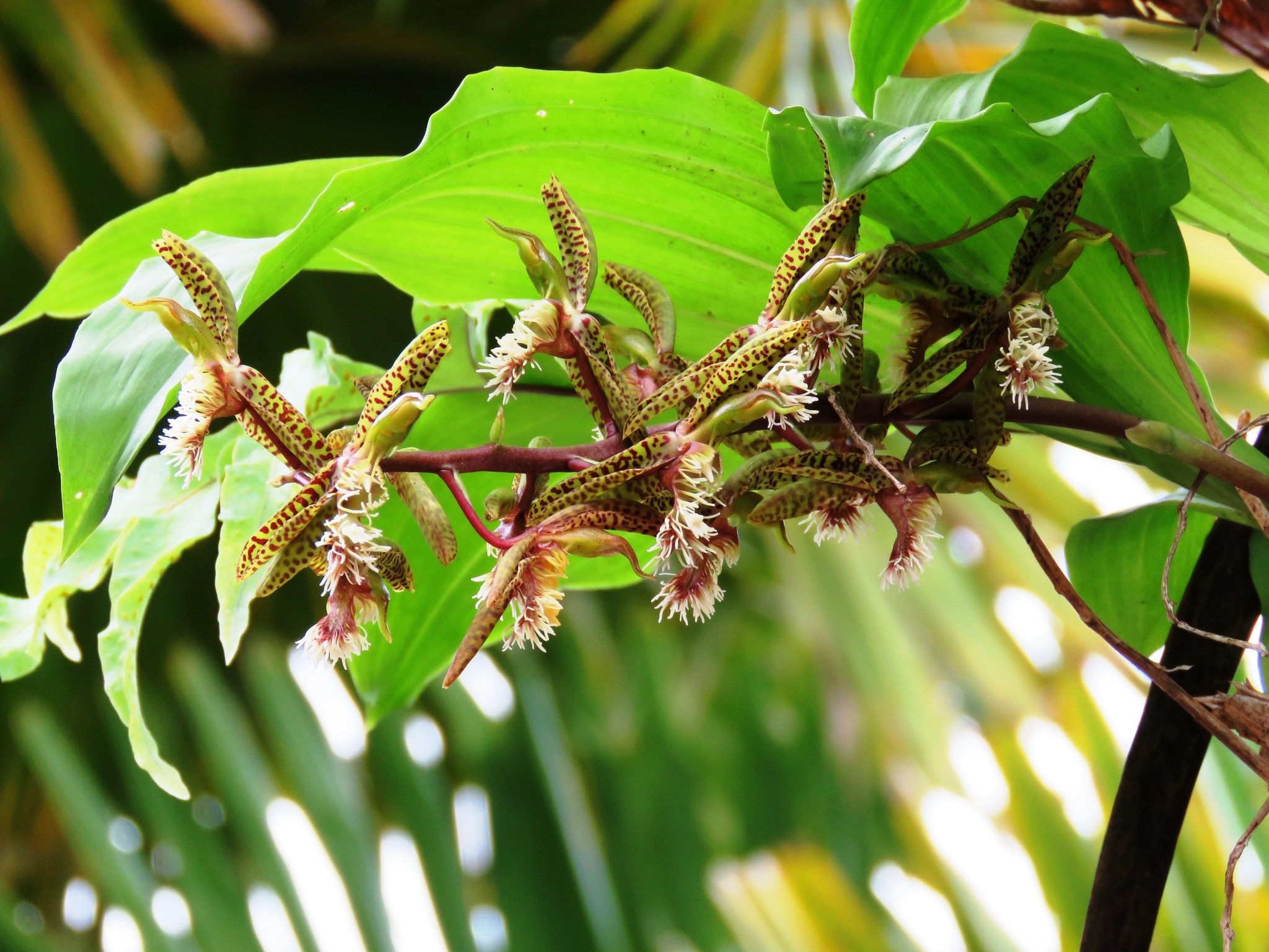 Imagem de Catasetum barbatum é popularmente conhecida como "catasetum"