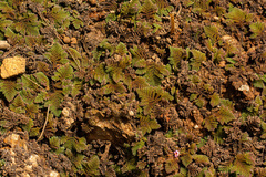 Azolla pinnata