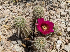 Echinocereus engelmannii