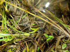 Arctosa fulvolineata