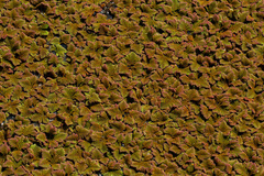 Azolla pinnata