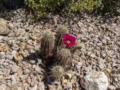 Echinocereus engelmannii