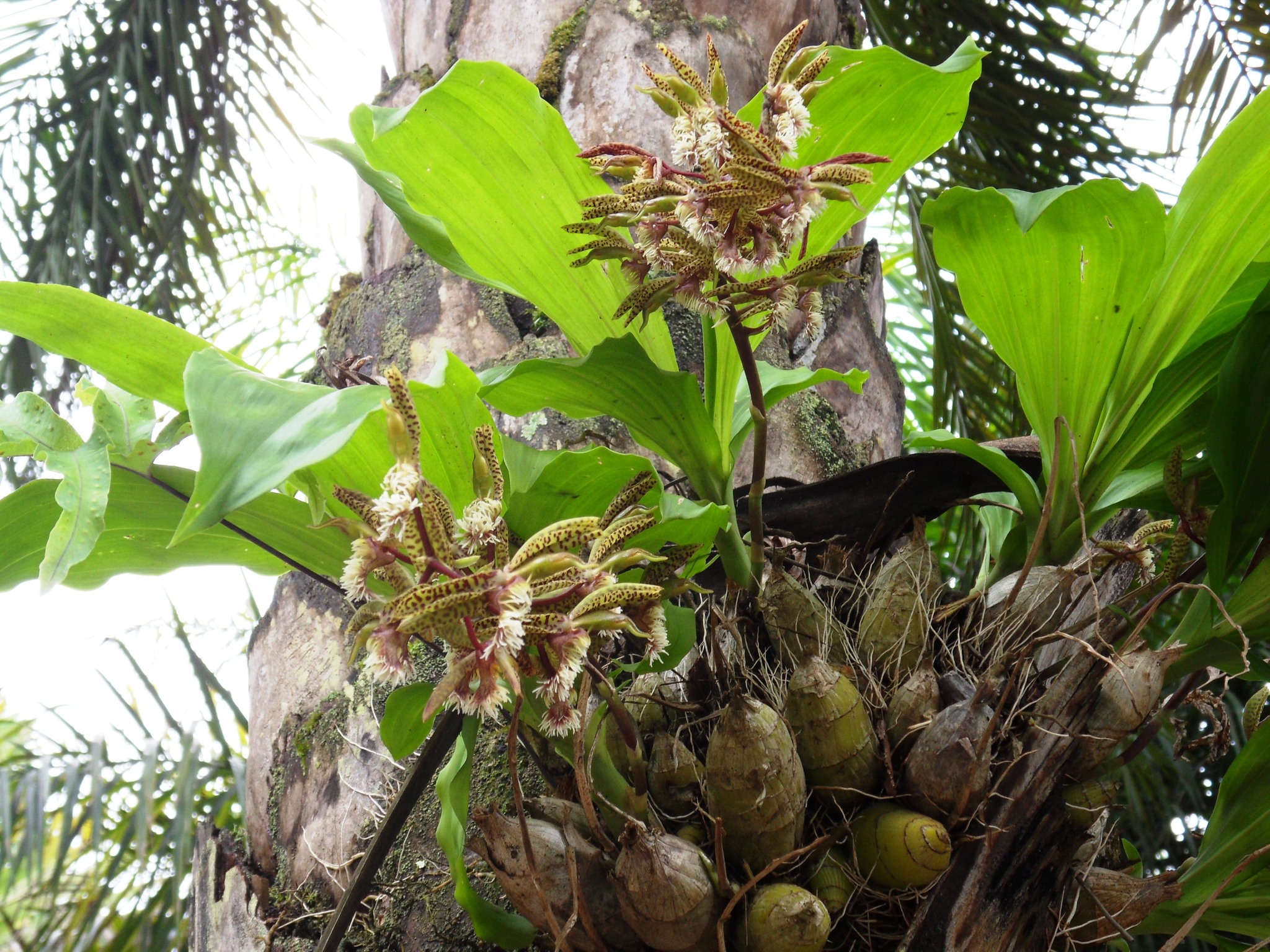 Imagem de Catasetum barbatum é popularmente conhecida como "catasetum"