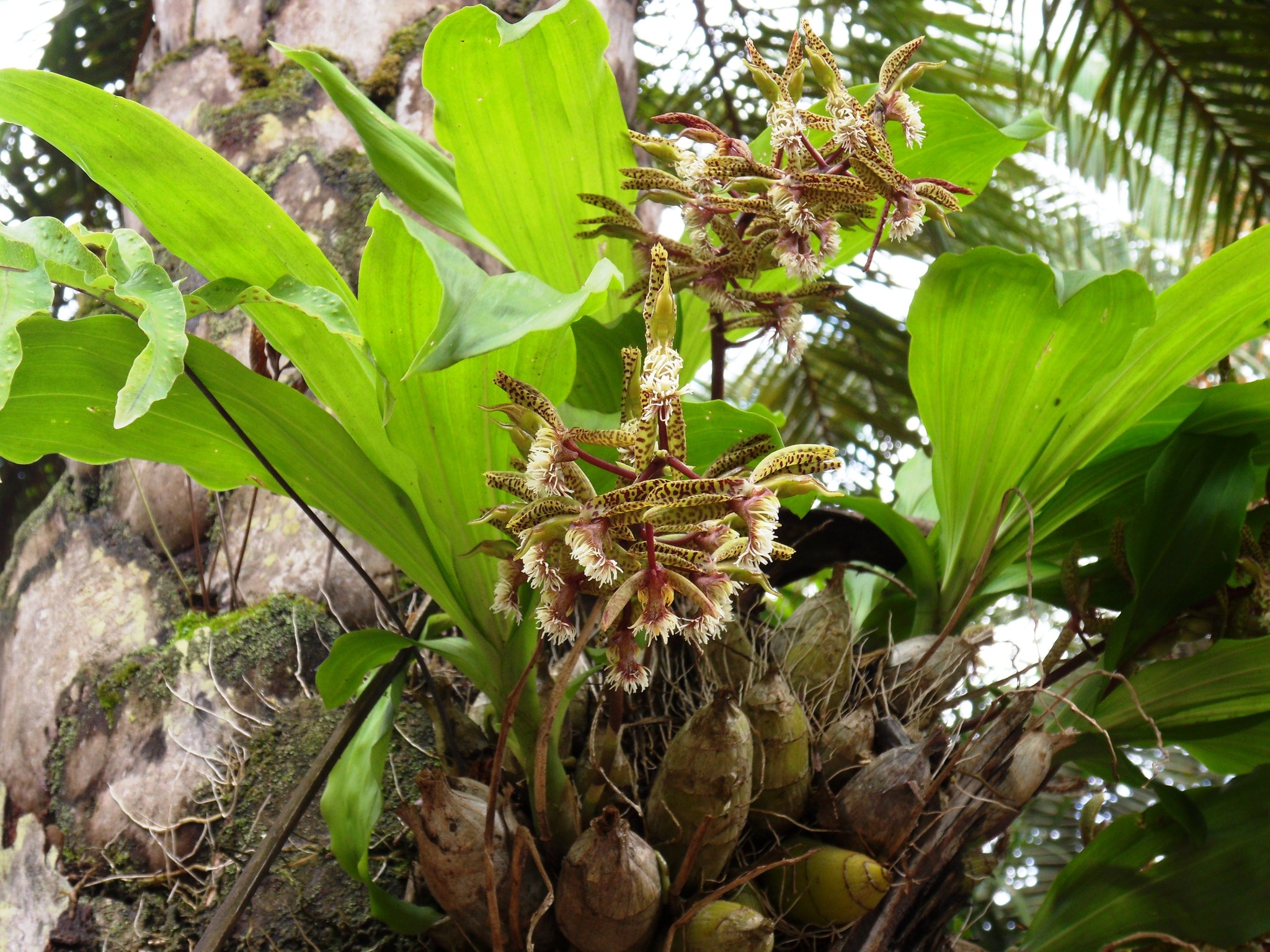 Imagem de Catasetum barbatum é popularmente conhecida como "catasetum"