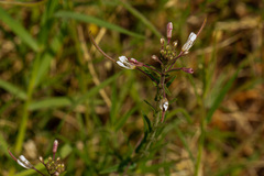 Cleome monophylla