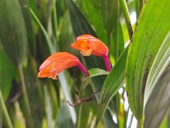 Sobralia crocea