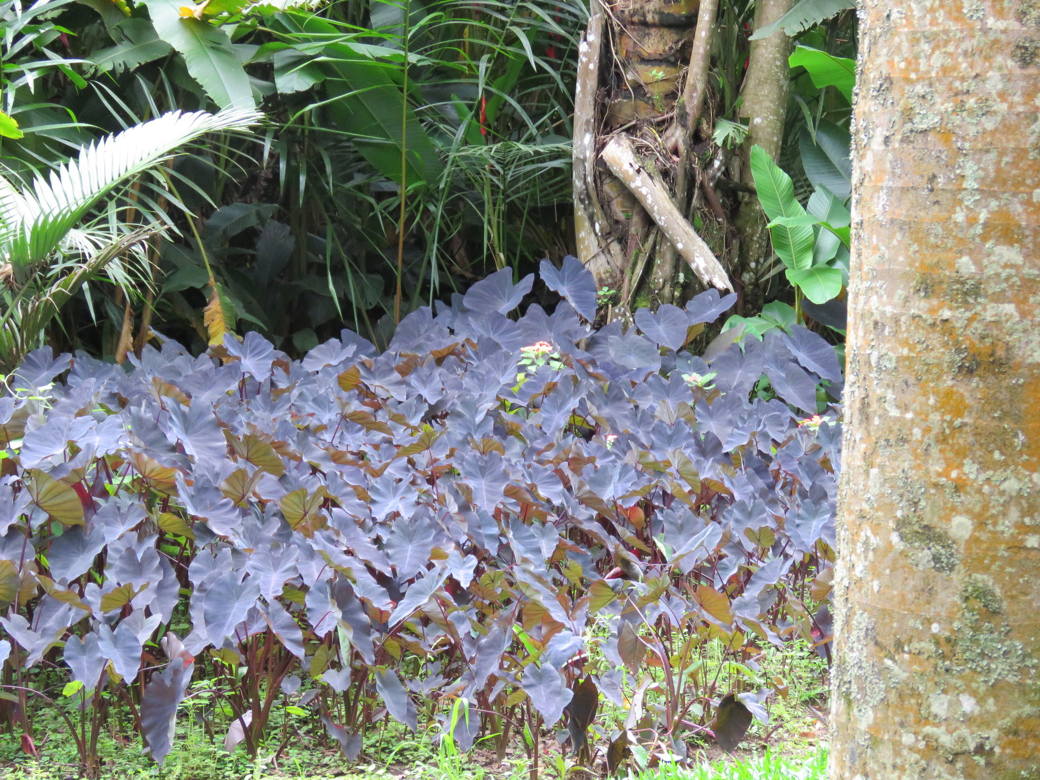 Colocasia esculenta