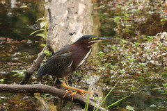 Butorides virescens image