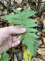 Christella hispidula