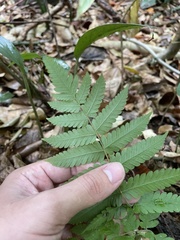 Christella hispidula