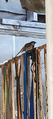 Passer domesticus