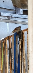 Passer domesticus