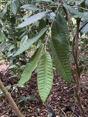 Chrysophyllum argenteum