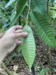 Chrysophyllum argenteum