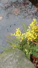 Corydalis cheilanthifolia