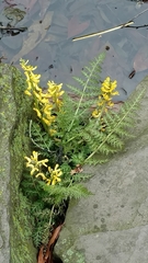 Corydalis cheilanthifolia