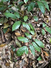 Chrysophyllum oliviforme