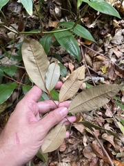 Chrysophyllum oliviforme