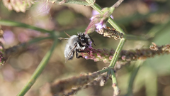 Megachile saulcyi