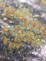 Flavoplaca flavocitrina