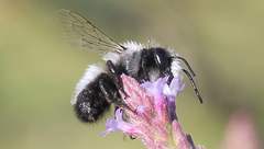 Megachile saulcyi