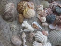 Dinocardium robustum