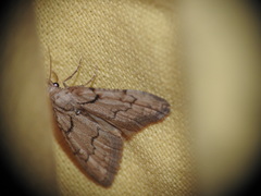 Nola thymula