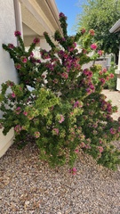 Bougainvillea