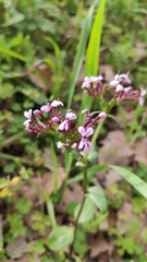 Fedia graciliflora insularis