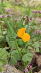 Lotus biflorus