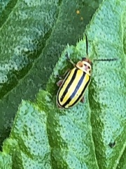 Disonycha spilotrachela