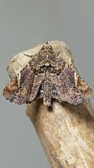 Metria amella