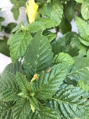 Disonycha spilotrachela