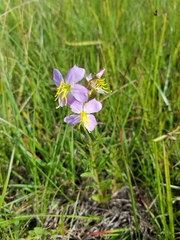 Rhexia mariana mariana